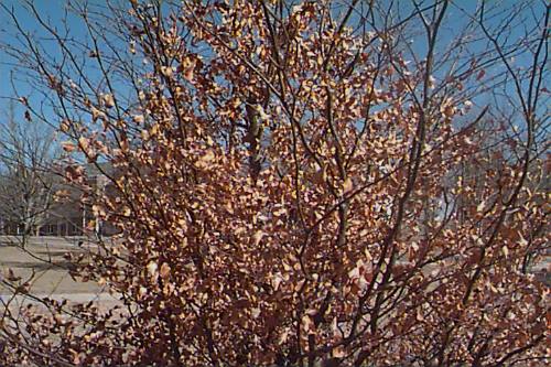 European Beech, Common Beech