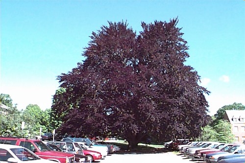 European Beech, Common Beech