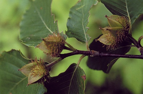 European Beech, Common Beech