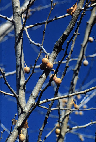 Ginkgo, Maidenhair Tree