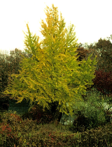 Ginkgo, Maidenhair Tree
