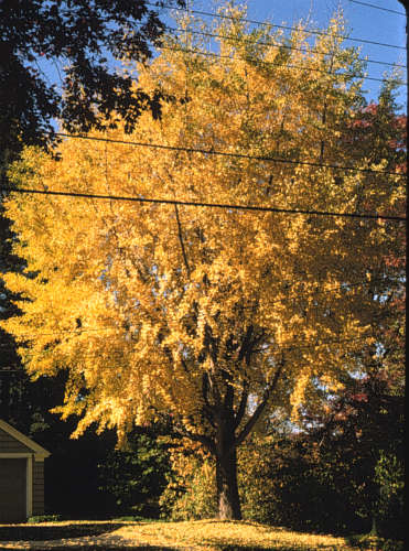 Ginkgo, Maidenhair Tree