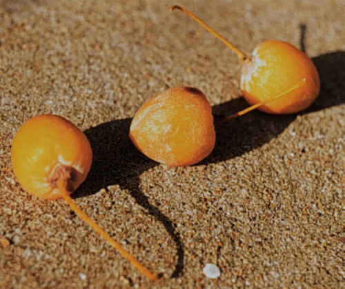 Ginkgo, Maidenhair Tree