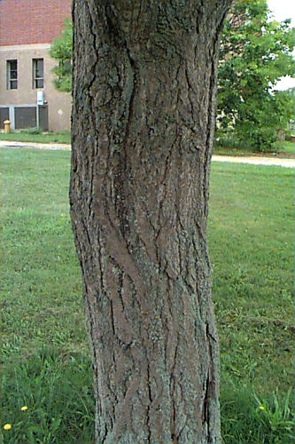 Ginkgo, Maidenhair Tree