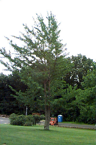 Ginkgo, Maidenhair Tree
