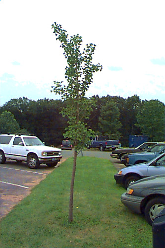 Ginkgo, Maidenhair Tree