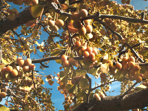 Ginkgo, Maidenhair Tree