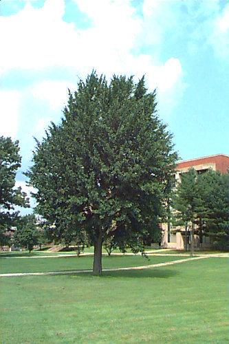 Ginkgo, Maidenhair Tree