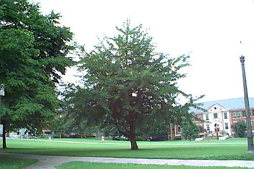 Ginkgo, Maidenhair Tree