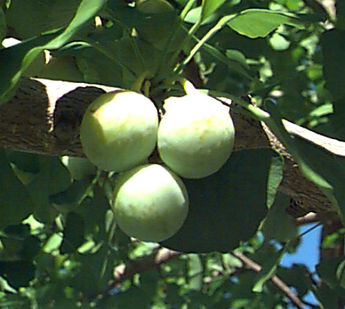 Ginkgo, Maidenhair Tree