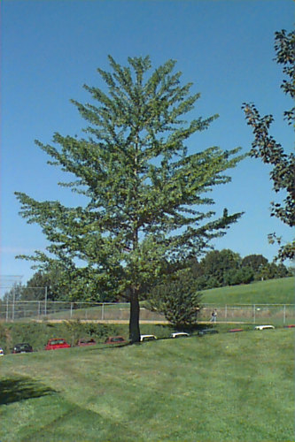 Ginkgo, Maidenhair Tree