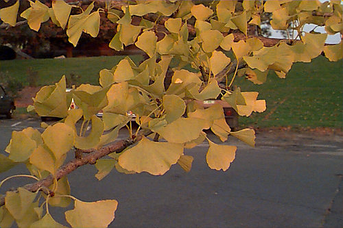 Ginkgo, Maidenhair Tree