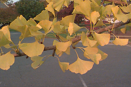 Ginkgo, Maidenhair Tree