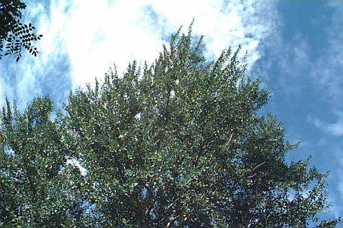 Ginkgo, Maidenhair Tree