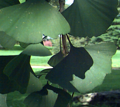 Ginkgo, Maidenhair Tree