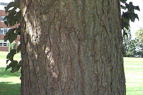 Ginkgo, Maidenhair Tree