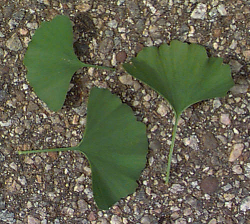 Ginkgo, Maidenhair Tree