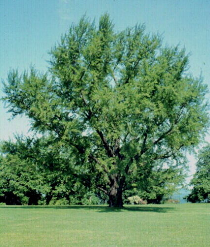 Ginkgo, Maidenhair Tree