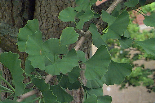 Ginkgo, Maidenhair Tree
