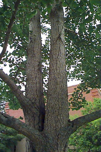 Ginkgo, Maidenhair Tree