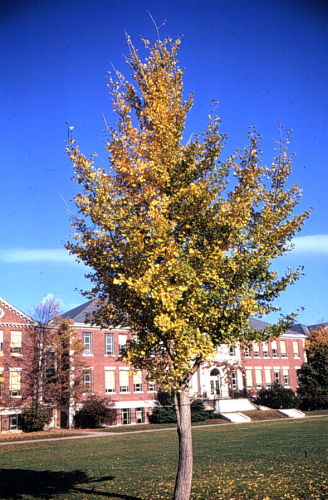 Ginkgo, Maidenhair Tree