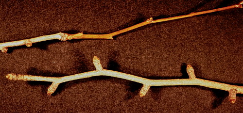 Ginkgo, Maidenhair Tree