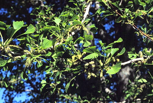 Ginkgo, Maidenhair Tree