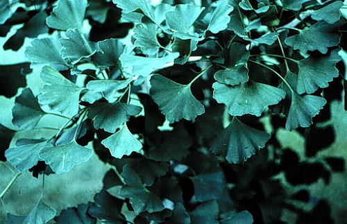 Ginkgo, Maidenhair Tree