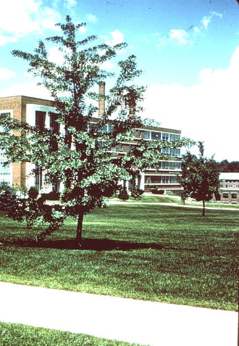 Ginkgo, Maidenhair Tree