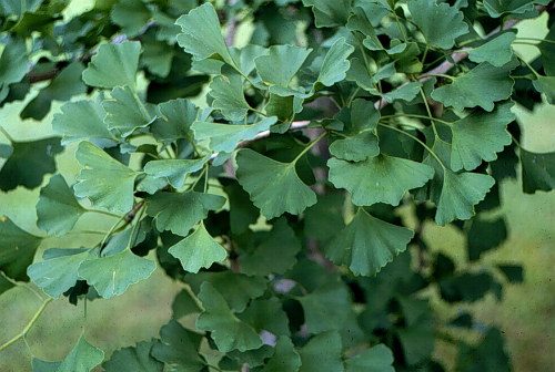 Ginkgo, Maidenhair Tree