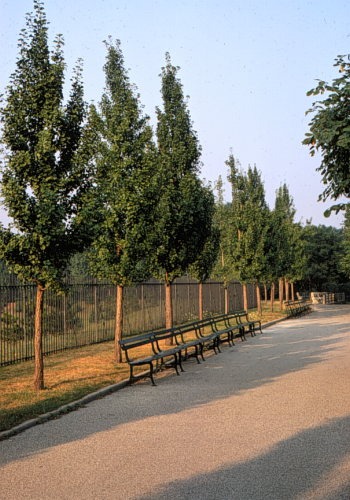 Ginkgo, Maidenhair Tree