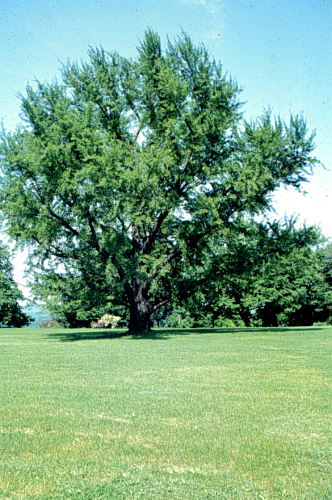 Ginkgo, Maidenhair Tree
