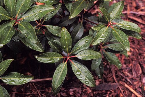 Mountain-laurel