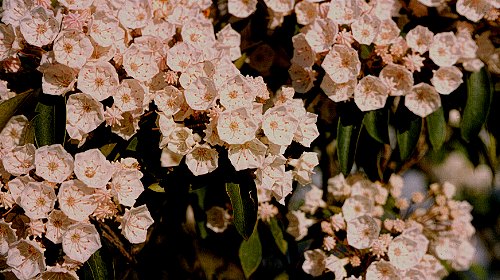 Mountain-laurel