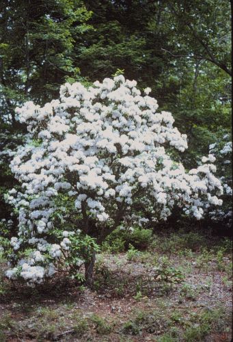 Mountain-laurel