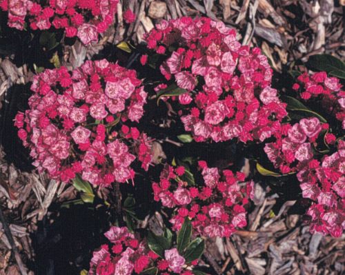 Mountain-laurel