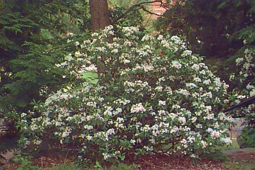 Mountain-laurel