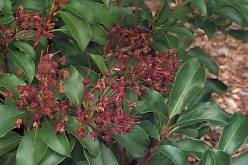 Mountain-laurel