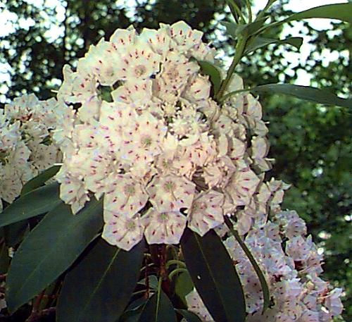 Mountain-laurel