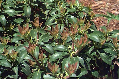 Mountain-laurel