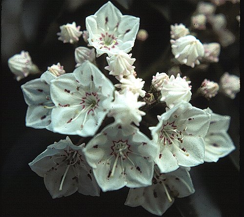 Mountain-laurel