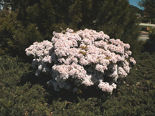Mountain-laurel