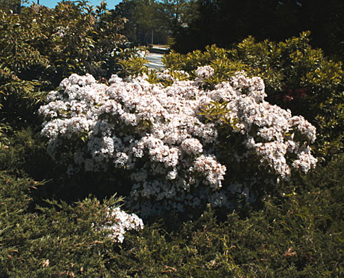 Mountain-laurel