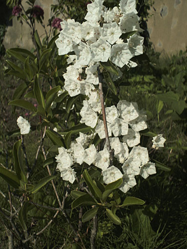 Mountain-laurel