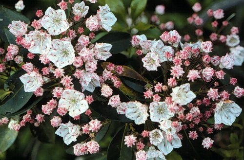 Mountain-laurel