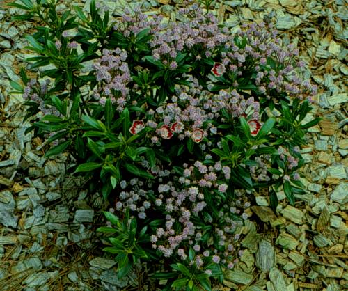 Mountain-laurel