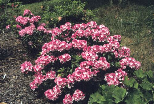 Mountain-laurel