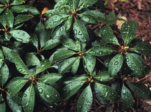 Mountain-laurel