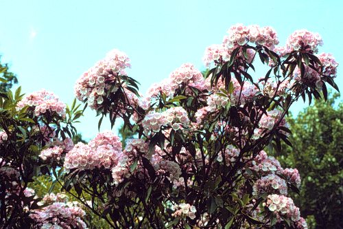 Mountain-laurel