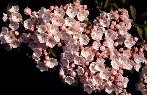 Mountain-laurel